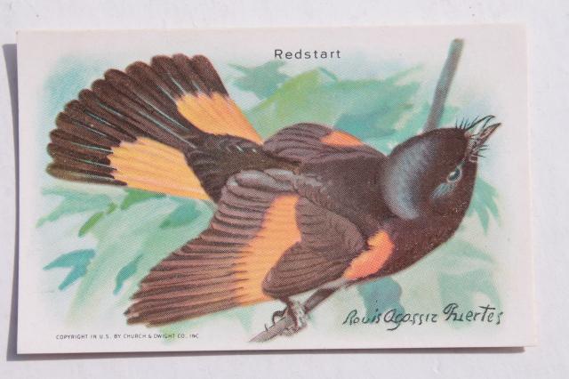 photo of 50+ antique vintage Church & Dwight advertising trade cards, bird prints lot #13