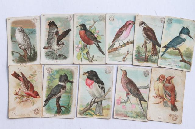 photo of 50+ antique vintage Church & Dwight advertising trade cards, bird prints lot #17