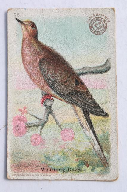 photo of 50+ antique vintage Church & Dwight advertising trade cards, bird prints lot #18