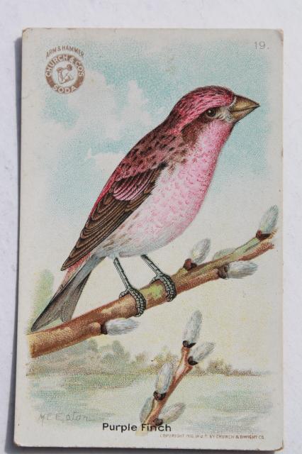 photo of 50+ antique vintage Church & Dwight advertising trade cards, bird prints lot #20