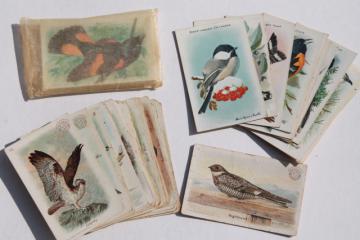 catalog photo of 50+ antique vintage Church & Dwight advertising trade cards, bird prints lot