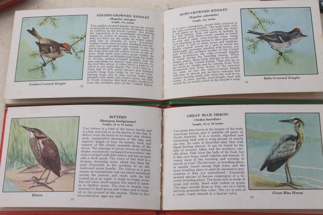 photo of 50s vintage Whitman Guides, lot of 10 little guide books flowers, trees, birds, fish #9