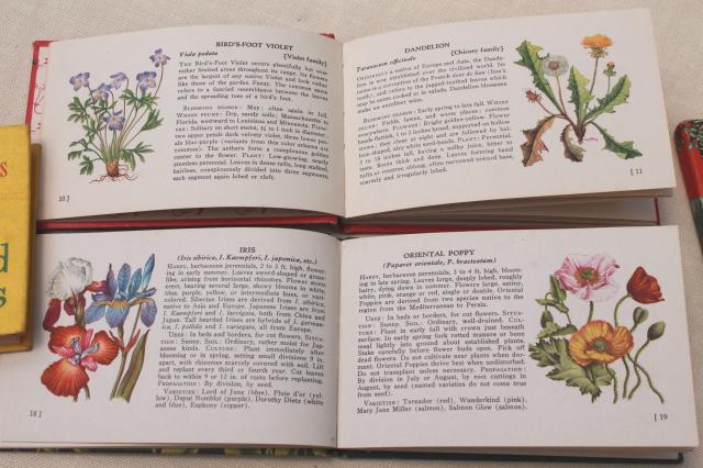 photo of 50s vintage Whitman Guides, lot of 10 little guide books flowers, trees, birds, fish #10