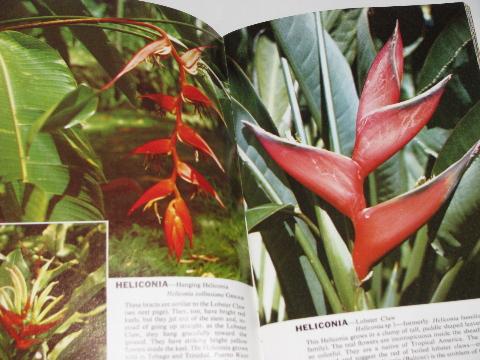 photo of 60s - 70s color photo illustrated booklets, tropical Caribbean flowers, African Blossoms #3