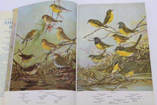 photo of A Natural History of American Birds - Edward Howe Forbush & John Bichard May #5