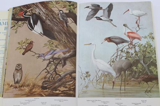 photo of A Natural History of American Birds - Edward Howe Forbush & John Bichard May #6