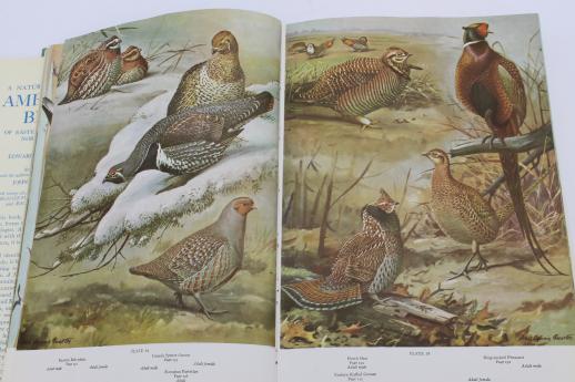 photo of A Natural History of American Birds - Edward Howe Forbush & John Bichard May #7