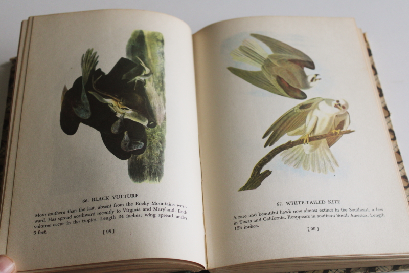 photo of Audubon Birds of America Popular edition book feathers print cover vintage 1950  #3