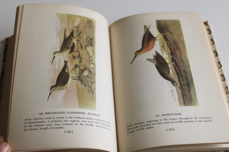 photo of Audubon Birds of America Popular edition book feathers print cover vintage 1950  #5