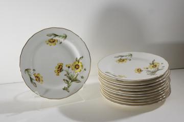 catalog photo of Autumn Mist yellow coreopsis flowers vintage Canonsburg china plates