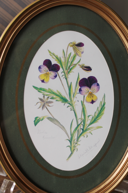 photo of Avon English botanical prints oval framed floral pictures vintage Elizabeth Sheppard art  #2
