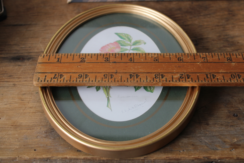 photo of Avon English botanical prints oval framed floral pictures vintage Elizabeth Sheppard art  #6