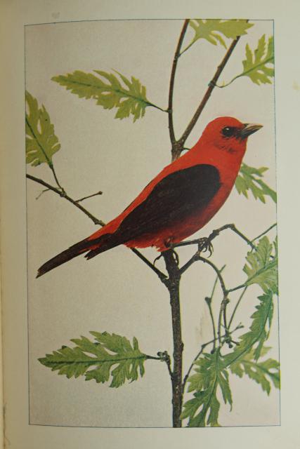 photo of Book of Birds, turn of the century vintage Riverside Press antique tinted color photos #8