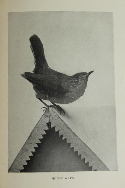 photo of Book of Birds, turn of the century vintage Riverside Press antique tinted color photos #9