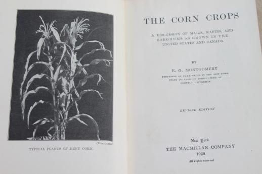 photo of Corn Crops, vintage 1920 farming text book, agricultural field crop maize sorghum grain production #2