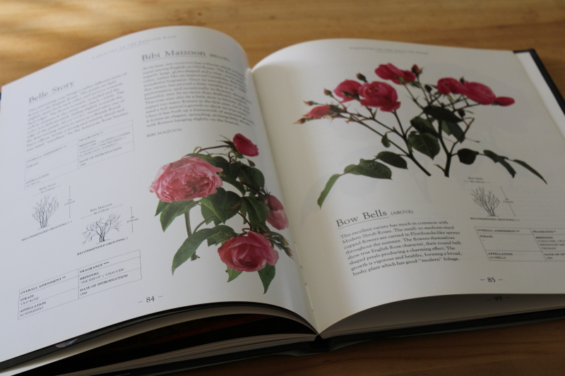 photo of David Austins English Roses, tons of photos cutting gardens, catalog of rose varieties #5