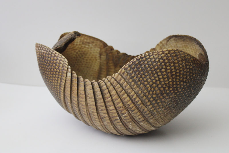 photo of Florida armadillo basket, bowl made from shell vintage taxidermy #1