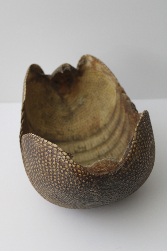 photo of Florida armadillo basket, bowl made from shell vintage taxidermy #2