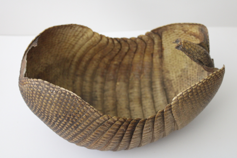 photo of Florida armadillo basket, bowl made from shell vintage taxidermy #3