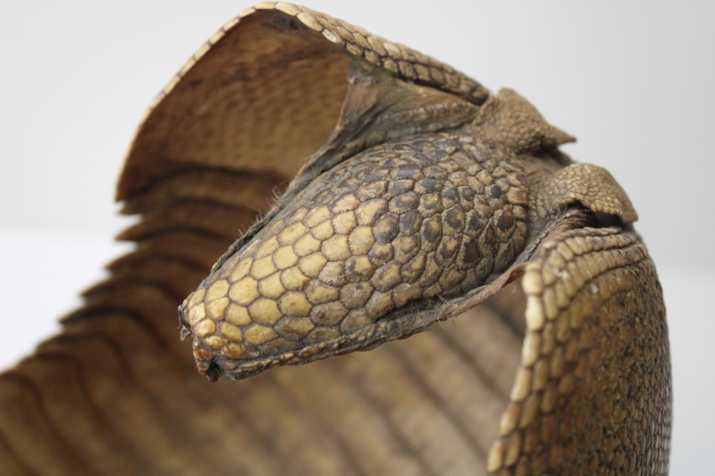 photo of Florida armadillo basket, bowl made from shell vintage taxidermy #4