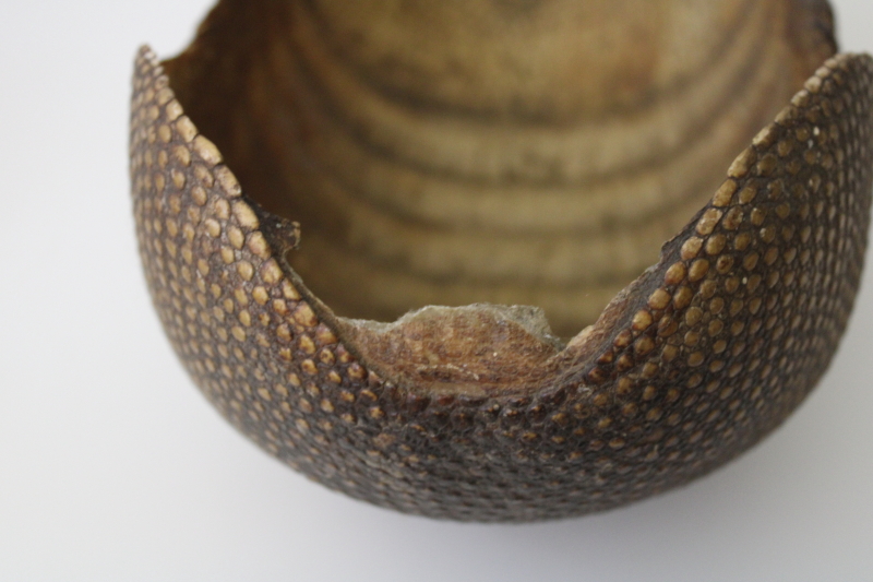 photo of Florida armadillo basket, bowl made from shell vintage taxidermy #5