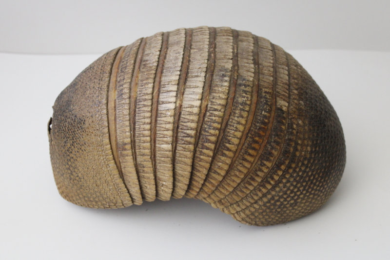 photo of Florida armadillo basket, bowl made from shell vintage taxidermy #6