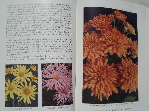 photo of Garden Flowers in color, lovely vintage hand-colored botanical photos #9
