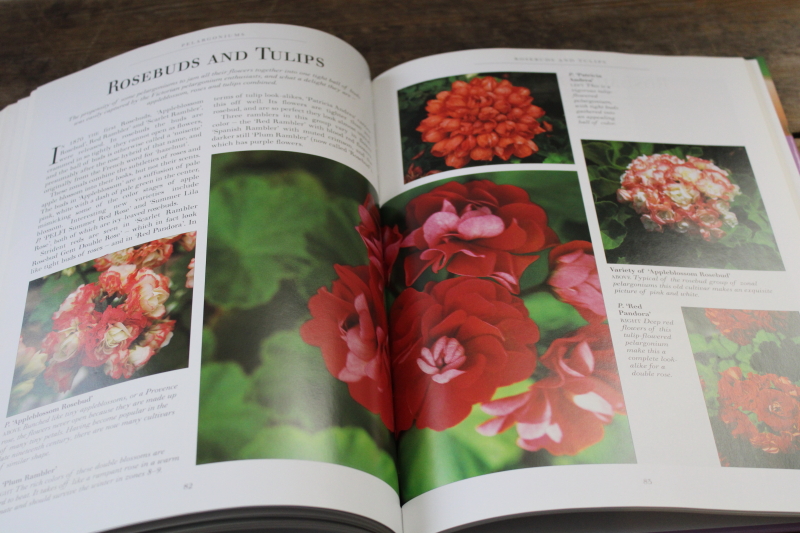 photo of Geraniums & Pelargoniums flower types, varieties w/ color photos, gardening book  #5
