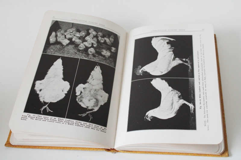 photo of International Poultry Guide, chicken breeds & flock selection vintage 1934 farming book w/ photos  #6