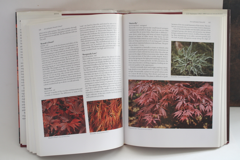 photo of Japanese Maples 3rd edition J D Vertrees Timber Press tree varieties & culture #4