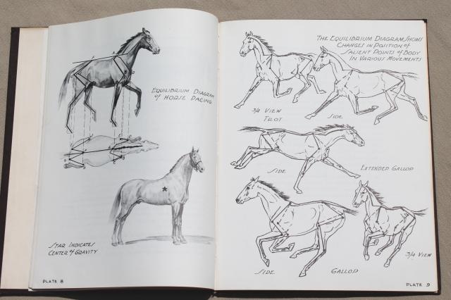 photo of Let's Draw Horses, H C Harlan 1950 horse art drawing pencil sketching book #5