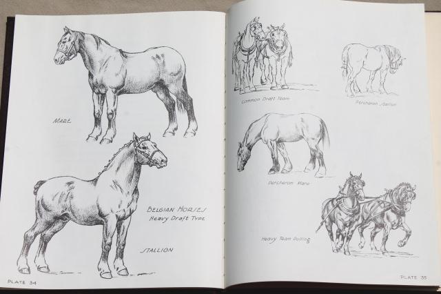 photo of Let's Draw Horses, H C Harlan 1950 horse art drawing pencil sketching book #6