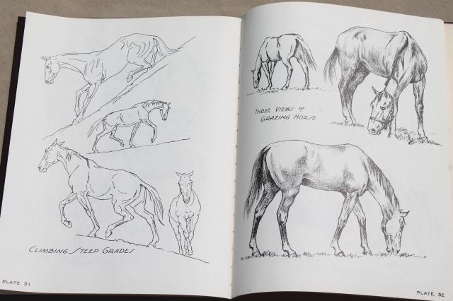 photo of Let's Draw Horses, H C Harlan 1950 horse art drawing pencil sketching book #7