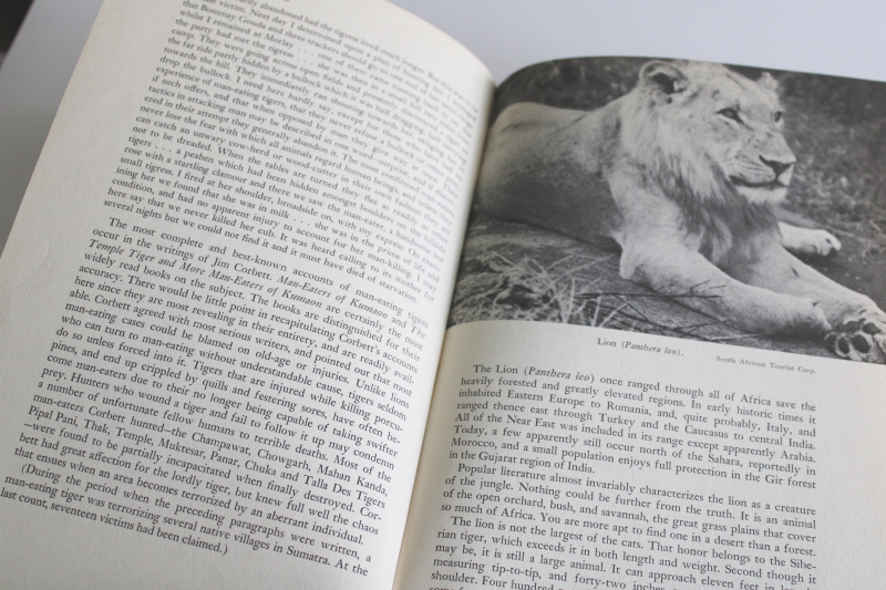 photo of Roger Caras, Dangerous to Man wild animals & their reputed dangers 1st edition book 1964  #7