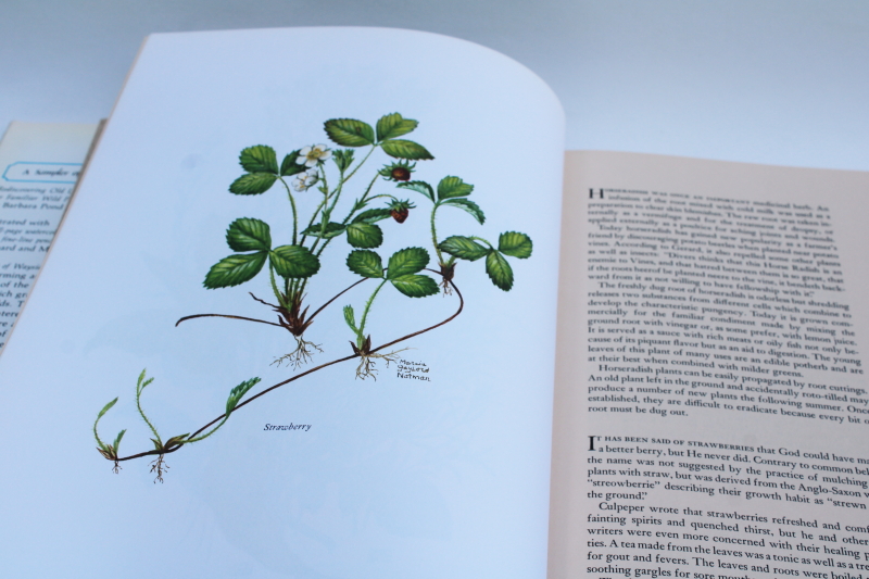 photo of Sampler of Wayside Herbs book of wild plants vintage botanical art illustrations  #5
