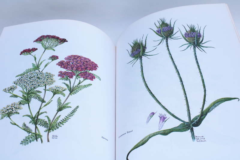 photo of Sampler of Wayside Herbs book of wild plants vintage botanical art illustrations  #6
