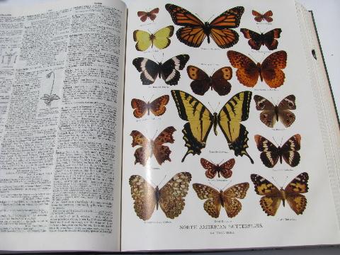 photo of The Century Dictionary 1914 edition, leather bindings, six illustrated volumes #2