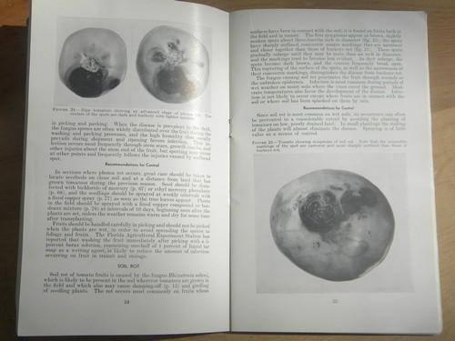 photo of Tomato Diseases with photos, vintage USDA farmers bulletin No 1934 #2