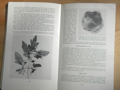 photo of Tomato Diseases with photos, vintage USDA farmers bulletin No 1934 #3