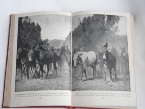 photo of Wild Life the World Over, vintage natural history book, lots of photos #1