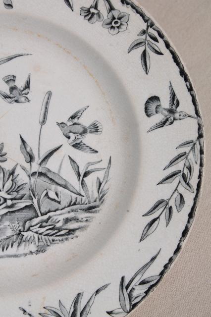 photo of aesthetic antique china plate, Indus birds & pond grasses, black transferware china #2