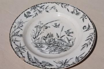 catalog photo of aesthetic antique china plate, Indus birds & pond grasses, black transferware china