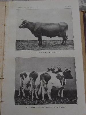 photo of antique 1902 Dept of Agriculture yearbook, vineyards, orchard trees etc. #2