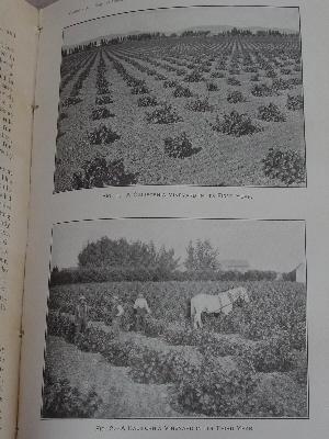 photo of antique 1902 Dept of Agriculture yearbook, vineyards, orchard trees etc. #3