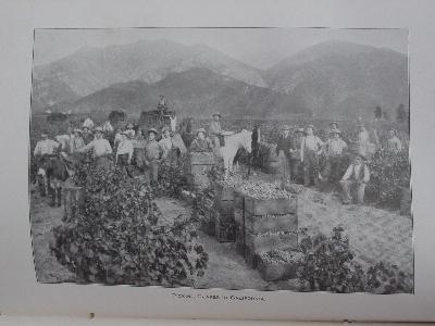 photo of antique 1902 Dept of Agriculture yearbook, vineyards, orchard trees etc. #4