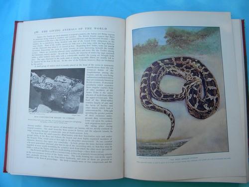 photo of antique 1903 natural history book set w/color litho plates and 2000 illustrations #13