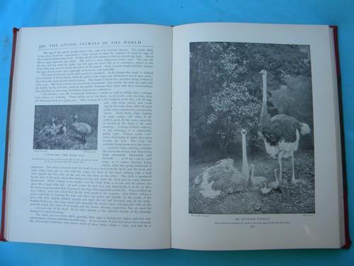 photo of antique 1903 natural history book set w/color litho plates and 2000 illustrations #14