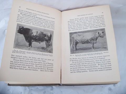 photo of antique 1912 farm book, raising cows, horses, sheep & pigs w/livestock illustrations #4