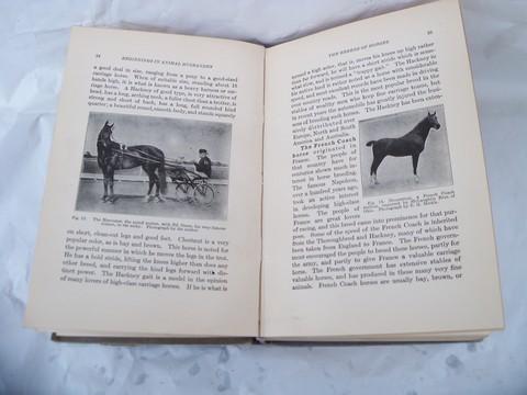 photo of antique 1912 farm book, raising cows, horses, sheep & pigs w/livestock illustrations #5