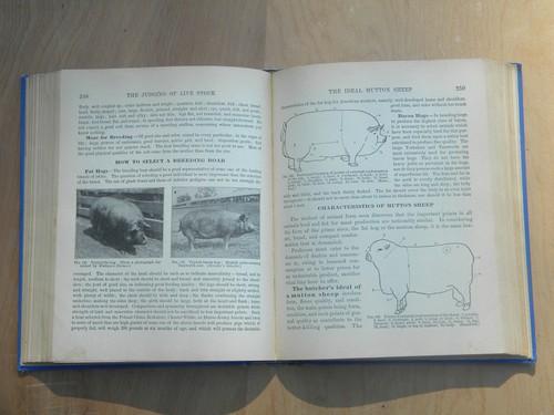 photo of antique Practical Farming and Gardening, 1902 livestock/fruit trees etc. #2